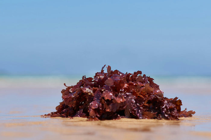 Astaxanthin: Der rote Schutzschirm aus der Mikroalge