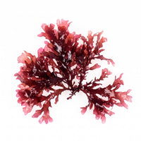 Astaxanthin aus der Rotalge