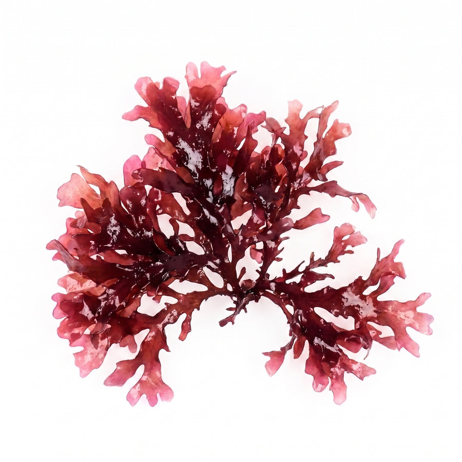 Rotalge, natürliche Quelle von Astaxanthin
