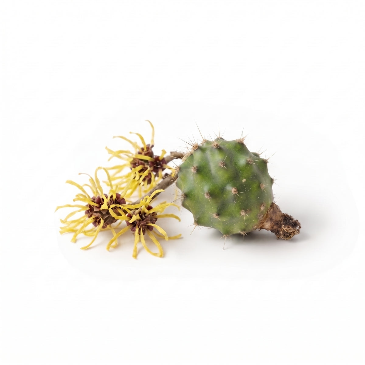 Hamamelis, Feigenkaktus, in der ENUNE Formulierung