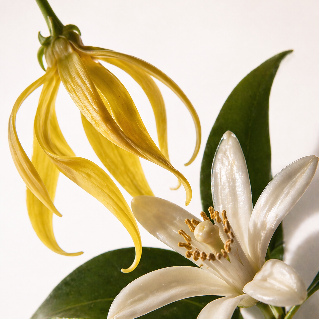 ENUNE Naturkosmetik Ingredienzien, natürliche Wirkstoffe für reife Haut